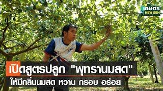 เปิดสูตรปลูกพุทรานมสดให้มีกลิ่นนมสดหวานกรอบอร่อยเป็นที่ต้องการตลาด | เกษตรนิวเจน