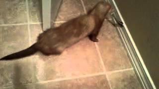 Ferret, Oy steals Door Stopper