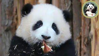 So Cute!!!Panda influencer Huahua!The cartoon panda!!funny moments!!