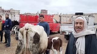 اسعار البقر الوالد في سوق سيدي سالم