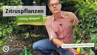 Zitruspflanzen richtig düngen! | gardify Tipps