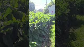 Comfrey Wall is Growing! #permaculture #gardening #gardendesign #indiana