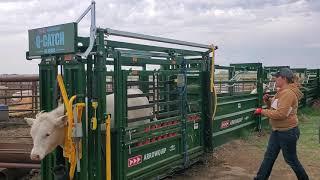 Running Heifers Through Our Arrowquip 86-Series Squeeze Chute