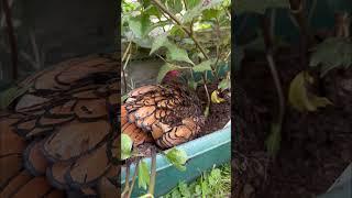 That guilty face!  #chickens #gardening