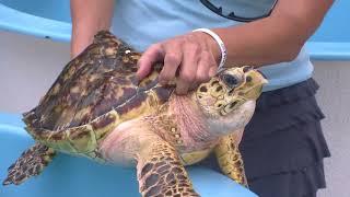 RVAnimals - The Turtle Hospital at Marathon Key, Florida