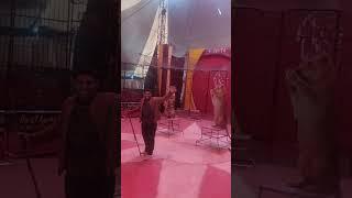 شاهد تدريب الحيوانات المفترسة مع يسري كوبرا #animals #tigar