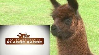 Lamas