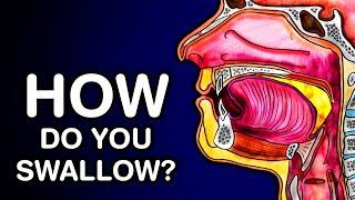 SWALLOWING OR DEGLUTITION - ANATOMY AND PHYSIOLOGY