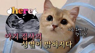 고양이에게 생긴 소중한 새 가족 아기 집사 성별 공개