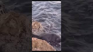 КІТ НАЛОВИВ РИБИ #animals