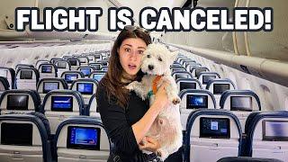 They CANCELED our flight! Traveling with our dog from Portugal to NYC [VLOG] 4K