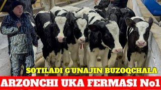 ARZONCHI UKA FERMASI G'UNAJIN BUZOQCHALA SOTILADI ️998208505 ️998752727