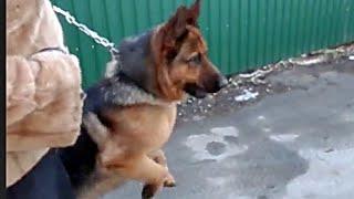 Продаются щенки.НАДЁЖНЫЙ ОХРАННИК Немецкая овчарка Loyal Defender.German ShepherdOdessa.