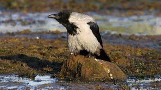 Серая ворона и мусор. Corvus cornix. Птицы Беларуси.