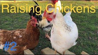 FULL GUIDE To Raising Chickens: Keeping Healthy Chickens