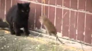 Giant Russian Rat Attacks Cats [HQ]