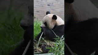 叻叻大王的吃播大熊猫大熊猫叻叻熊猫的生活有多惬意国宝不愧是国宝