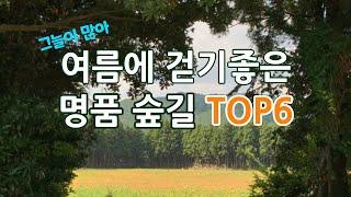 여름에 걷기 좋은 명품 숲길 Best 6/피톤치드가 많은 편백나무, 삼나무 숲길/7월~8월에 꼭 가봐야할 여행지