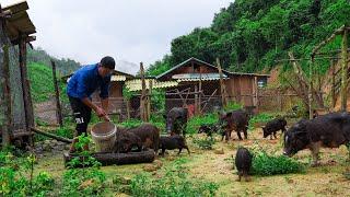 Releasing Pigs Into the Forest, Selling Geese, Planting Bamboo on the Farm | Family Farm