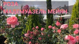 РОЗА МАДЕМУАЗЕЛЬ МЕЙЯН (Mademoiselle Meilland) | Обзор сорта Мадемуазель Мейян