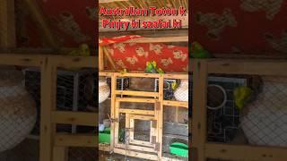 Australian Toton k ghr ki saafai ki  #azharfarming #viral #minivlogs #petslover