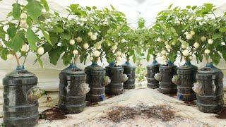 Kitchen waste - Solution to grow white eggplant at home for lots of fruit and quick harvest