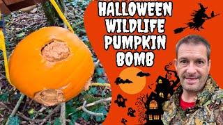 Making A Halloween Pumpkin Bomb & Wildville Party Aftermath