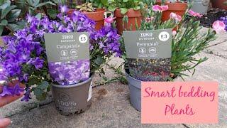 Shopping Smart ~ Choosing Bedding Plants that Last for More than a Season 