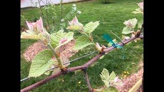 Pruning Backyard Grape Vines