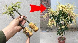 SUPER SPECIAL TECHNIQUE for mango breeding, super fast growth