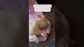 Cream colored cats  #cat #catlover #catvideos  #catcat #happyfelines #happycatsletsgo