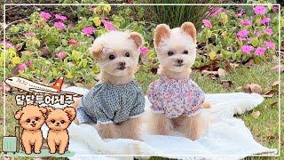 이게 마지막 여행이 아니었음 좋겠어 (feat.제주애견동반여행)