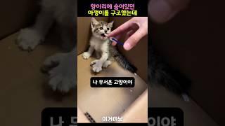 항아리에 숨어있던 아깽이 구조하기