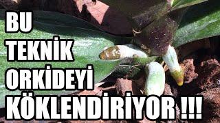 ÖLMÜŞ VE KÖKLERİ ÇÜRÜMÜŞ ORKİDEYİ NASIL CANLANDIRIRIZ ???