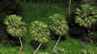 Coral do Estado do Ceará - NAS PALMAS DA CARNAÚBA - Antonio Gondim -    Pierre Luz - ano de 1981