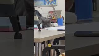 Какого кота ты бы выбрал? #shorts #коты