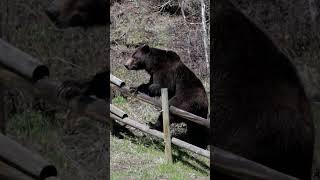 Big Grizzly Bear Climbs Fence-Wildlife Photography-Jackson/Tetons/Yellowstone #best #nature #shorts