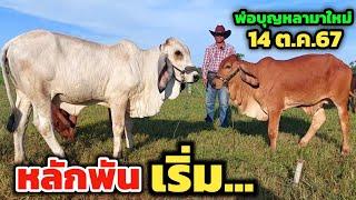 วัวตัวละหลักพัน เริ่ม...พ่อบุญหลาฟาร์มมาใหม่ | 14 ต.ค.67 | ใครโทรก่อน ได้ก่อนเด้อ