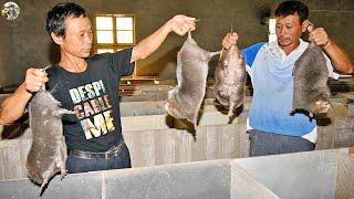 Giant Rat Meat Farm - China Raises This BANNED Giant Rat Meat Is Pricier Than Wagyu Beef | Leo Farm