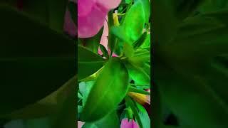Macro video iPhone 13 pro max