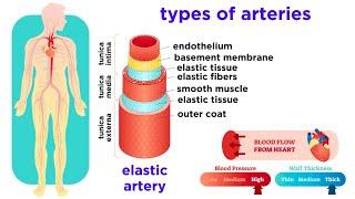 The Circulatory System Part 2: Blood Vessels