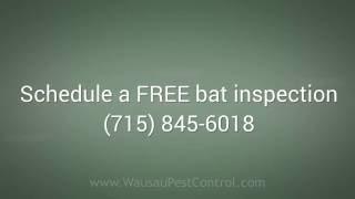 Wausau Bat Removal by Prompt Action (715) 845-6018