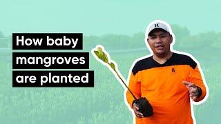 The BEST Carbon Capture Technology | How to plant mangroves?