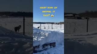 what kind of animal is this?