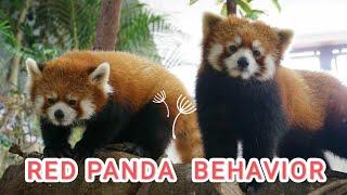 red panda behavior