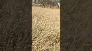 wheat fields ready for harvest #travelvlog #villagelife