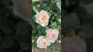 데스데모나가 폈어요!! Desdemona in bloom 