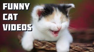 Maine Coon cat video - Funny Maine Coon cats and kittens playing