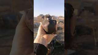 Узбекские голуби в Астрахани.Голубевода Амосова Фёдора 89061775174.