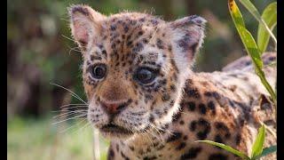 Robotic Spy Jaguar Cub & Spy Caiman Get A Bit Too Close For Comfort!